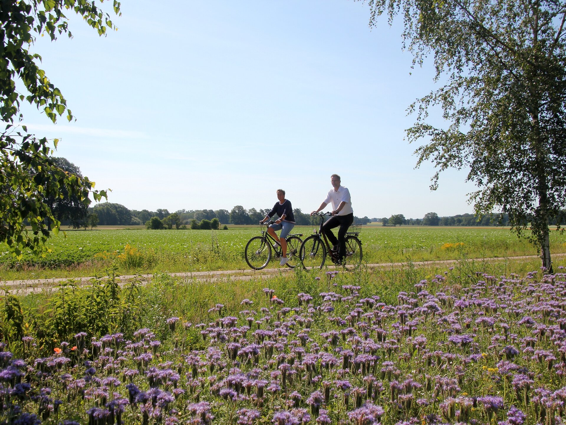 Lila blühendes Eisenkraut Feld, etwas im Hintergrund zwei Radfahrer.