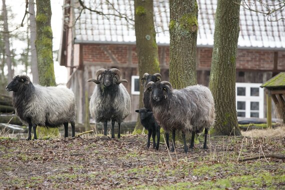 Heidschnucken_c_Museumsdorf_Hoesseringen.jpg