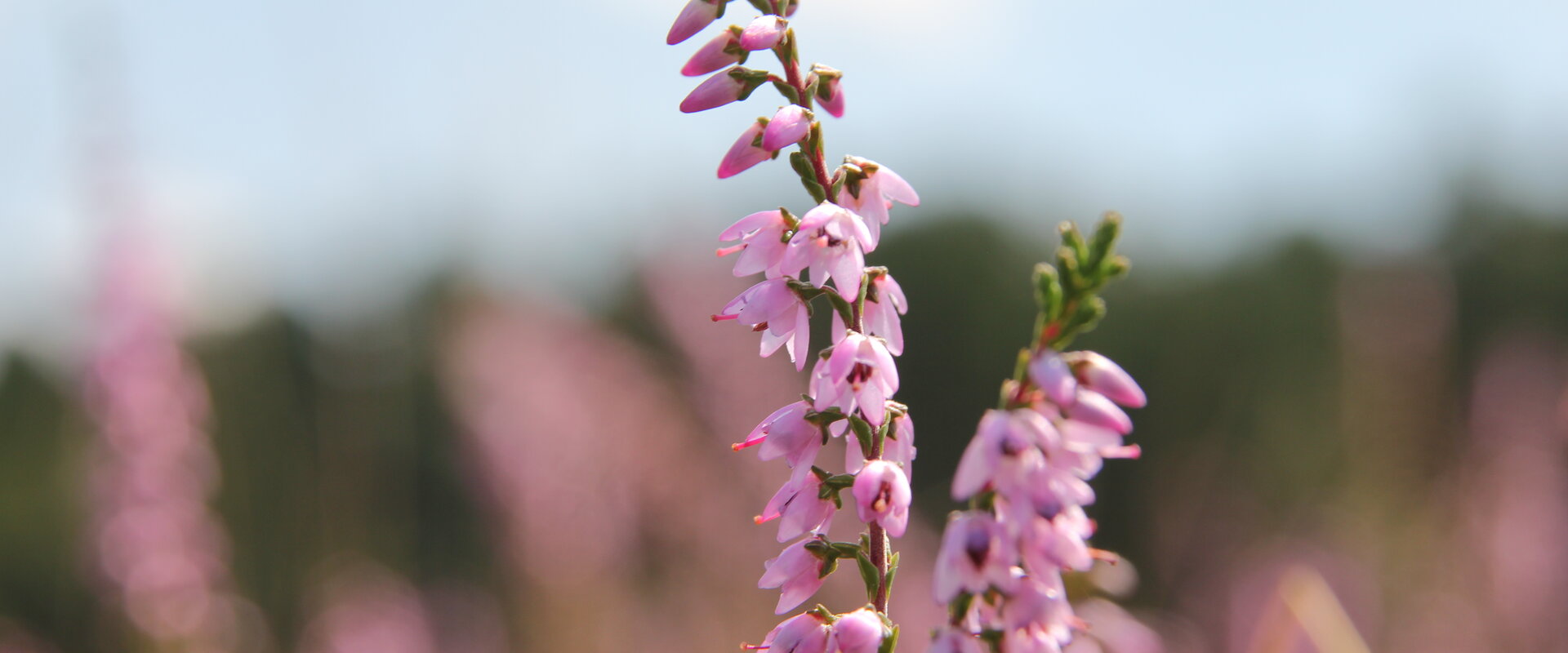 Blütenkelche einer blühenden Heidepflanze (Calluna vulgaris) in Nahaufnahme