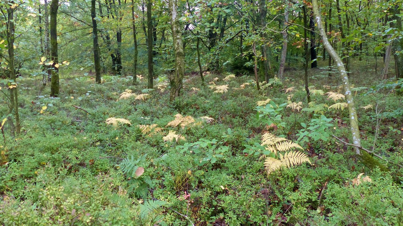 Waldstück dessen Boden zwischen Baumstämmen mit Farnkraut und Heidelbeersträuchern bewachsen ist.