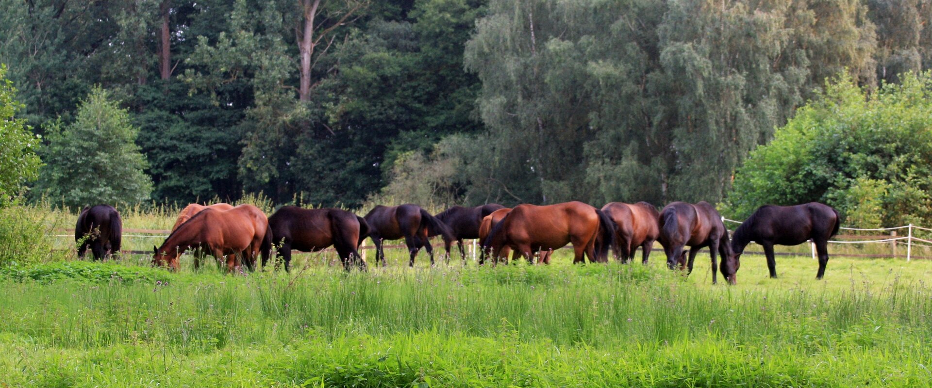 Eine Herde Trakehner auf der Weide im Ilmenautal bei Medingen.