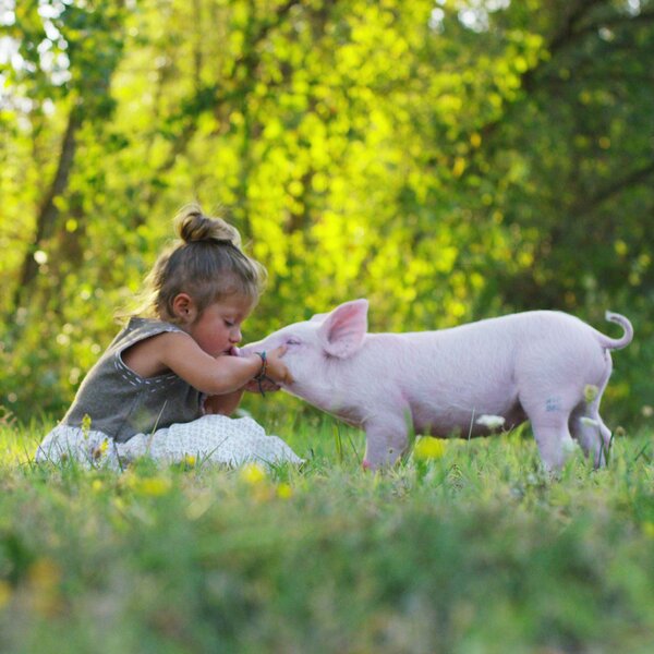 Ein kleines Mädchen im Kleinkindalter sitzt auf einer Wiese und streichelt ein kleines, rosafarbenes Ferkel am Kopf