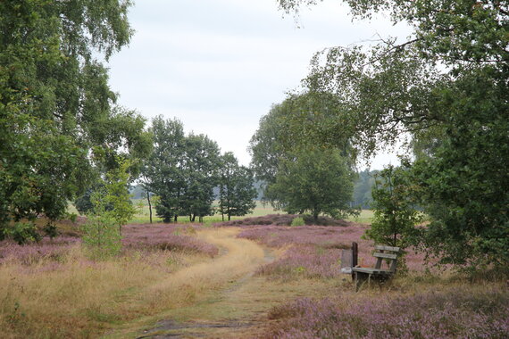 Addenstorfer_Heide_2.JPG