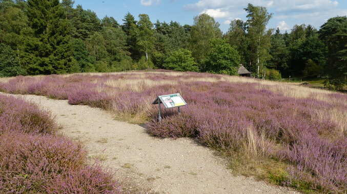 Hoesseringen_-_Heideflaeche_im_Museumsdorf.JPG