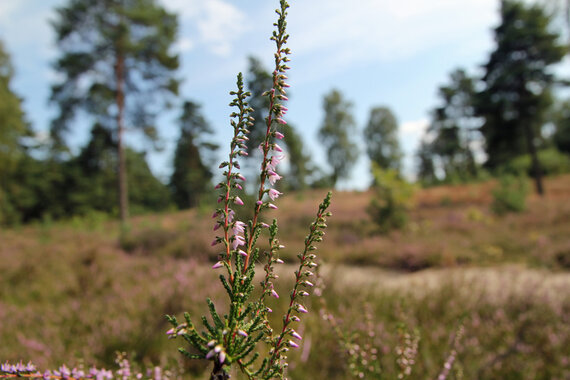 Klein_Londoner_Heide_12-08-2014.jpg