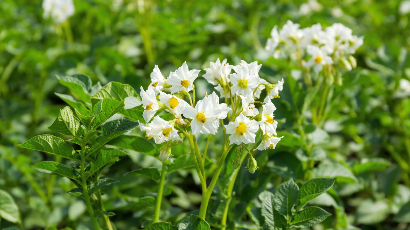 Weiß blühende Kartoffelpflanzen auf einem Feld