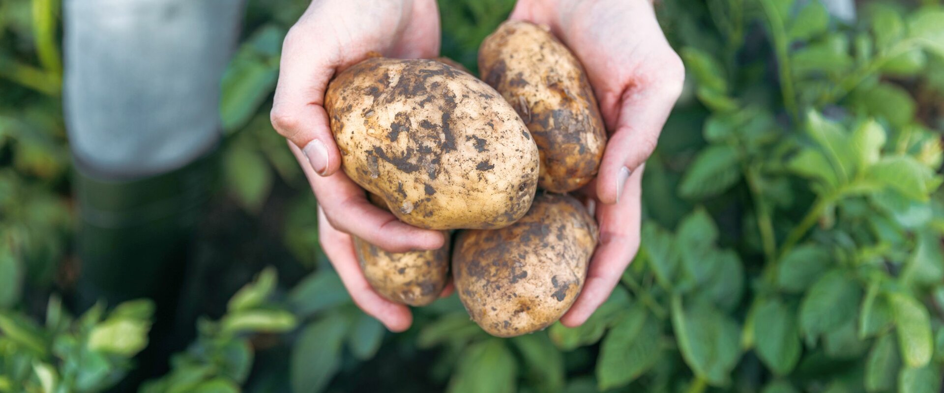 Ein Mensch, von dem nur die Hände und Oberschenkel zu sehen sind, kniet auf einem mit Kartoffeln bewachsenen Acker und hält einige frisch geerntete Kartoffeln ins Bild