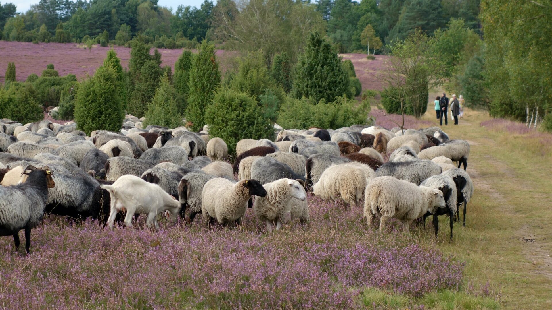 Eine Heidschnuckenherde grast an einem Weg inmitten der blühenden Ellerndorfer Wacholderheide