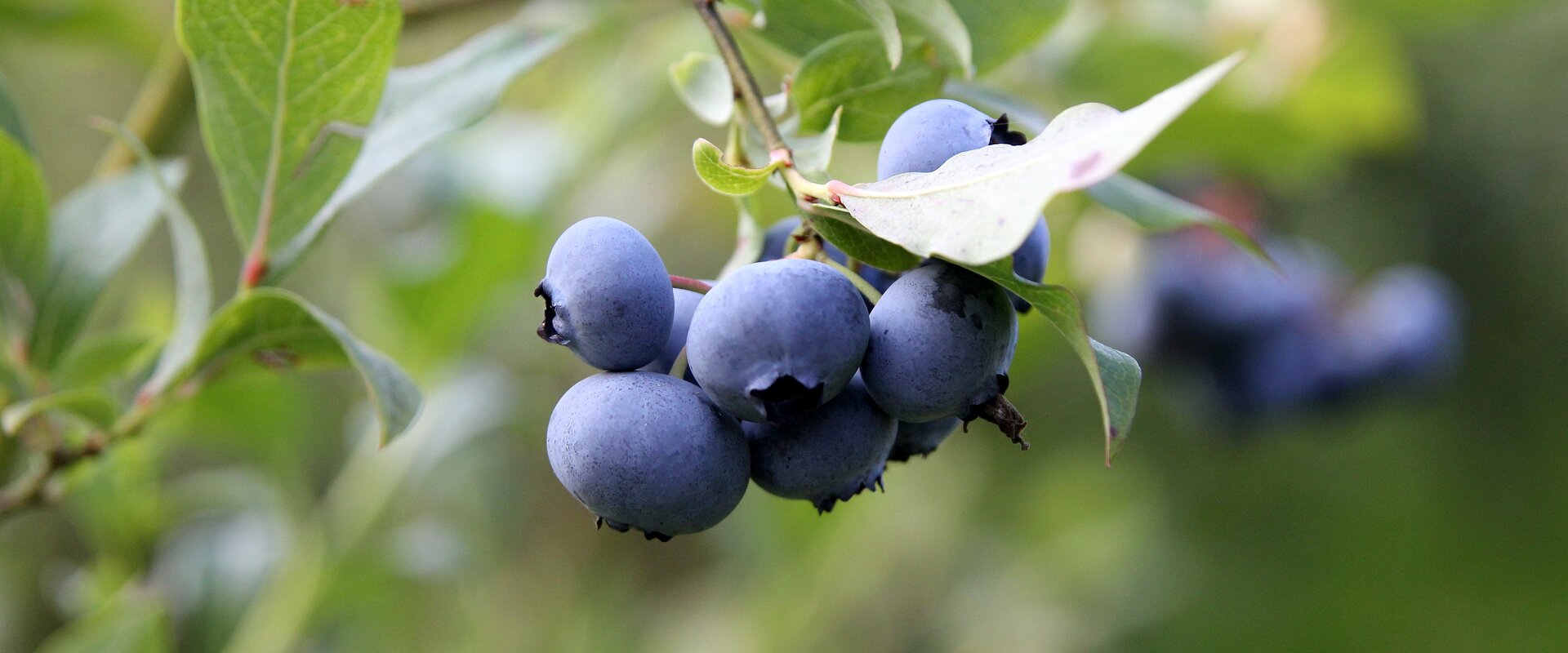 Mehrere reife Kulturheidelbeeren an einem Zweig in Nahaufnahme.